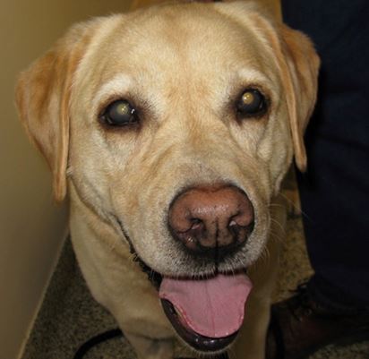 9-year old female Labrador